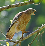 Picture/image of Red-shouldered Hawk