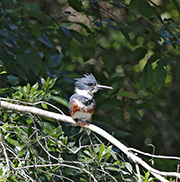 Picture/image of Belted Kingfisher