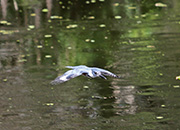 Picture/image of Belted Kingfisher