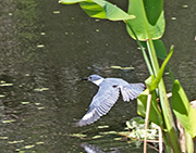 Picture/image of Belted Kingfisher