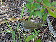 Picture/image of Ovenbird