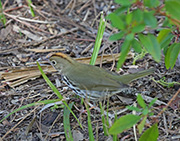Picture/image of Ovenbird