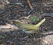 Picture/image of Ovenbird