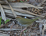 Picture/image of Ovenbird