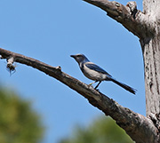 Picture/image of Florida Scrub Jay