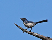 Picture/image of Florida Scrub Jay