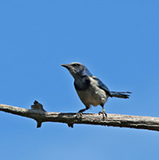 Picture/image of Florida Scrub Jay