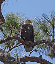 Picture/image of Bald Eagle