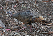 Picture/image of Wild Turkey