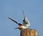 Picture/image of American Kestrel