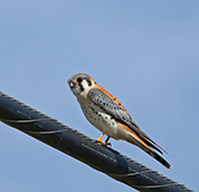 Picture/image of American Kestrel