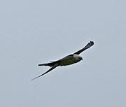 Picture/image of Swallow-tailed Kite