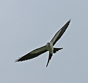 Picture/image of Swallow-tailed Kite