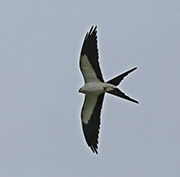 Picture/image of Swallow-tailed Kite