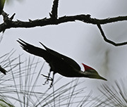 Picture/image of Pileated Woodpecker