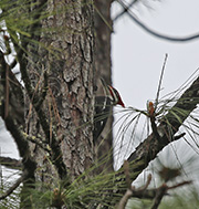 Picture/image of Pileated Woodpecker