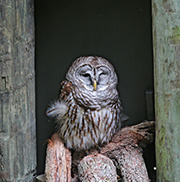 Picture/image of Barred Owl