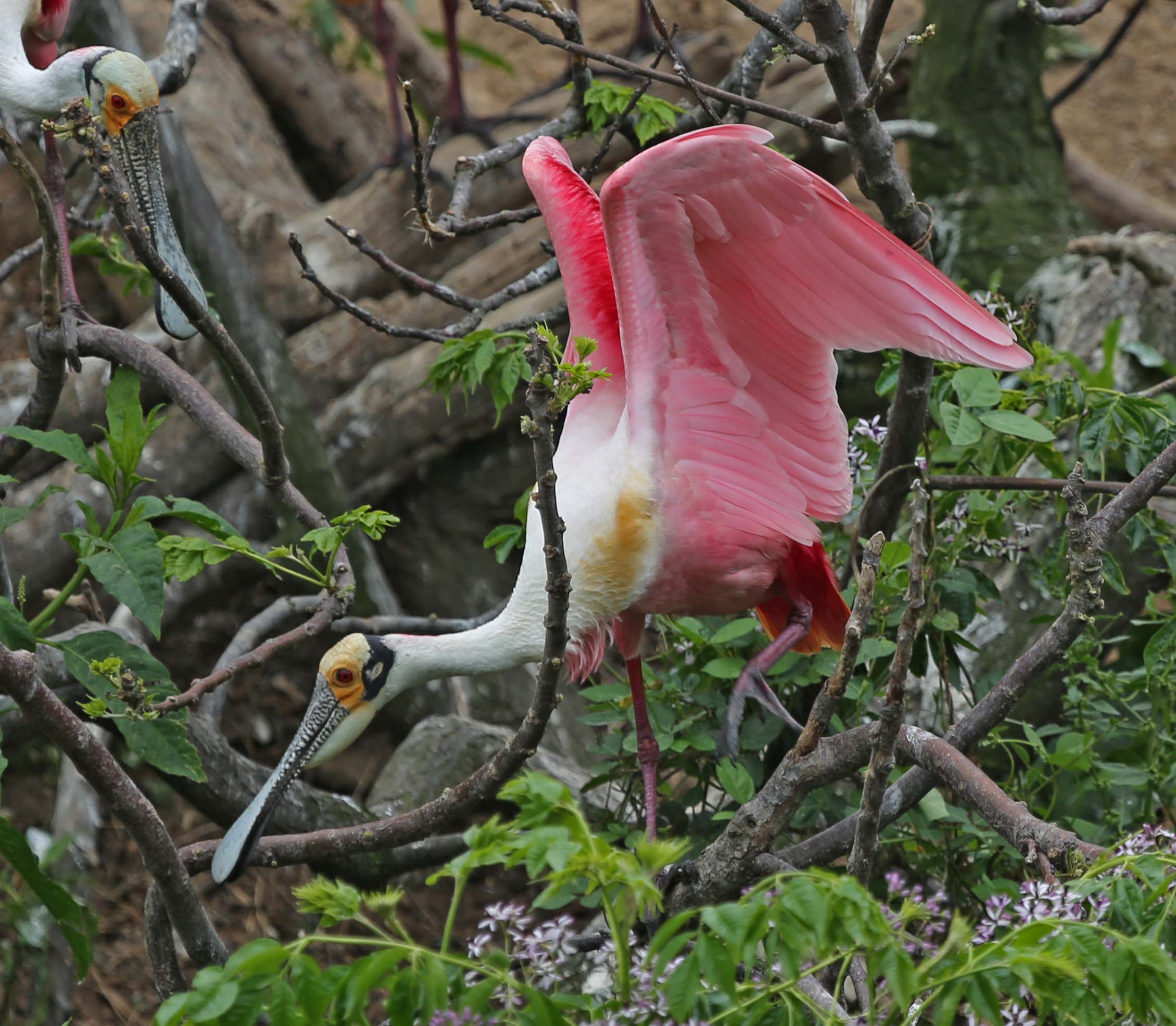 Texas 8 by 8 Texas 8 by 8 3dRose phl_260185_1 Pot Holder Roseate spoonbills bickering in the nest High Island