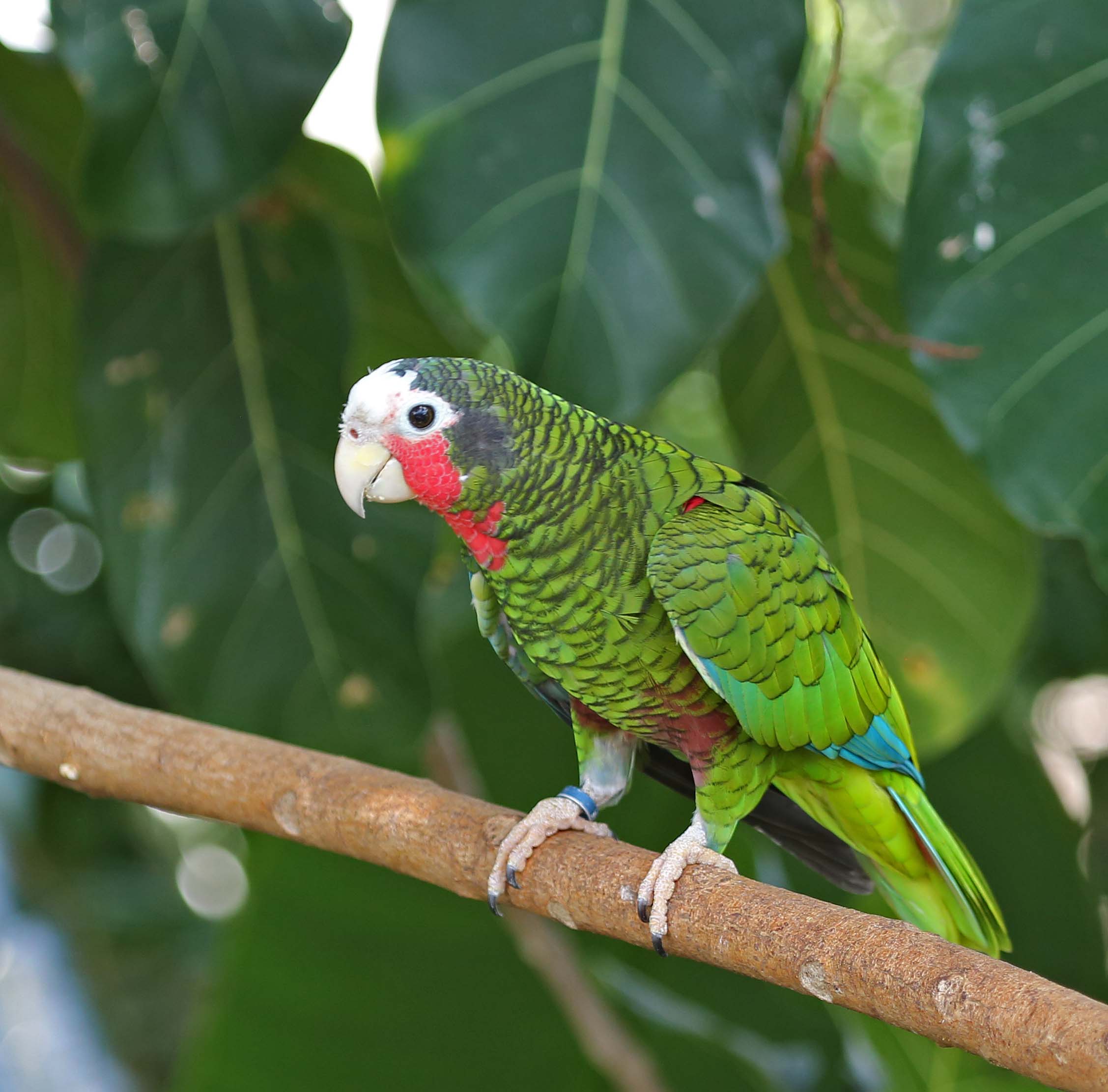 Pictures and information on Cuban Amazon