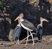 Picture/image of Marabou Stork