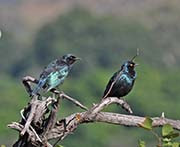 Picture/image of Cape Glossy Starling