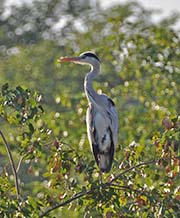 Picture/image of Grey Heron
