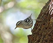 Picture/image of Black-and-white Warbler
