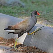 Picture/image of Common Gallinule