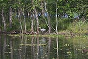 Picture/image of Brazos Bend State Park