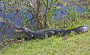 Picture/image of Brazos Bend State Park