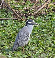 Picture/image of Yellow-crowned Night-Heron