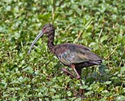 Picture/image of White-faced Ibis