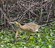 Picture/image of American Bittern