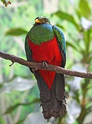 Picture/image of Golden-headed Quetzal