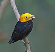 Picture/image of Golden-headed Manakin