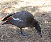 Picture/image of Paradise Shelduck