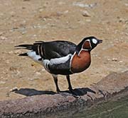 Picture/image of Red-breasted Goose