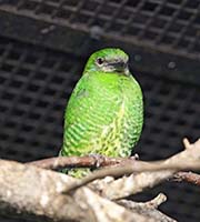Picture/image of Swallow Tanager