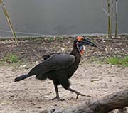 Picture/image of Southern Ground-hornbill