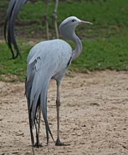 Picture/image of Blue Crane