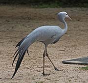 Picture/image of Blue Crane
