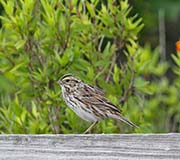 Picture/image of Savannah Sparrow