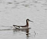 Picture/image of Wilson's Phalarope
