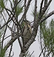 Picture/image of Ladder-backed Woodpecker