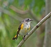 Picture/image of American Redstart