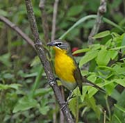 Picture/image of Yellow-breasted Chat
