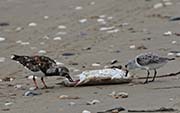 Picture/image of Ruddy Turnstone