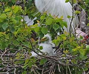 Picture/image of Great Egret