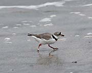 Picture/image of Piping Plover