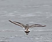 Picture/image of Piping Plover